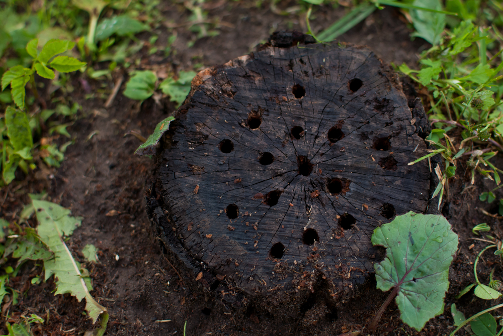Tree stump with drill holes